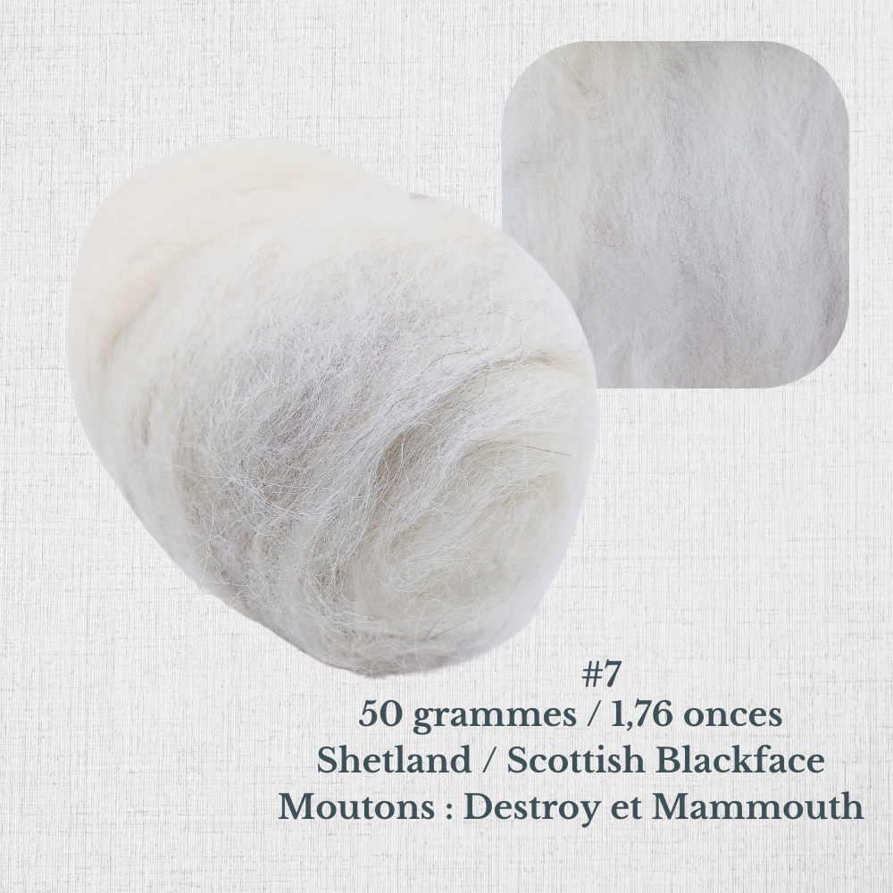 Carded wool for spinning by Le Mouton Polaire